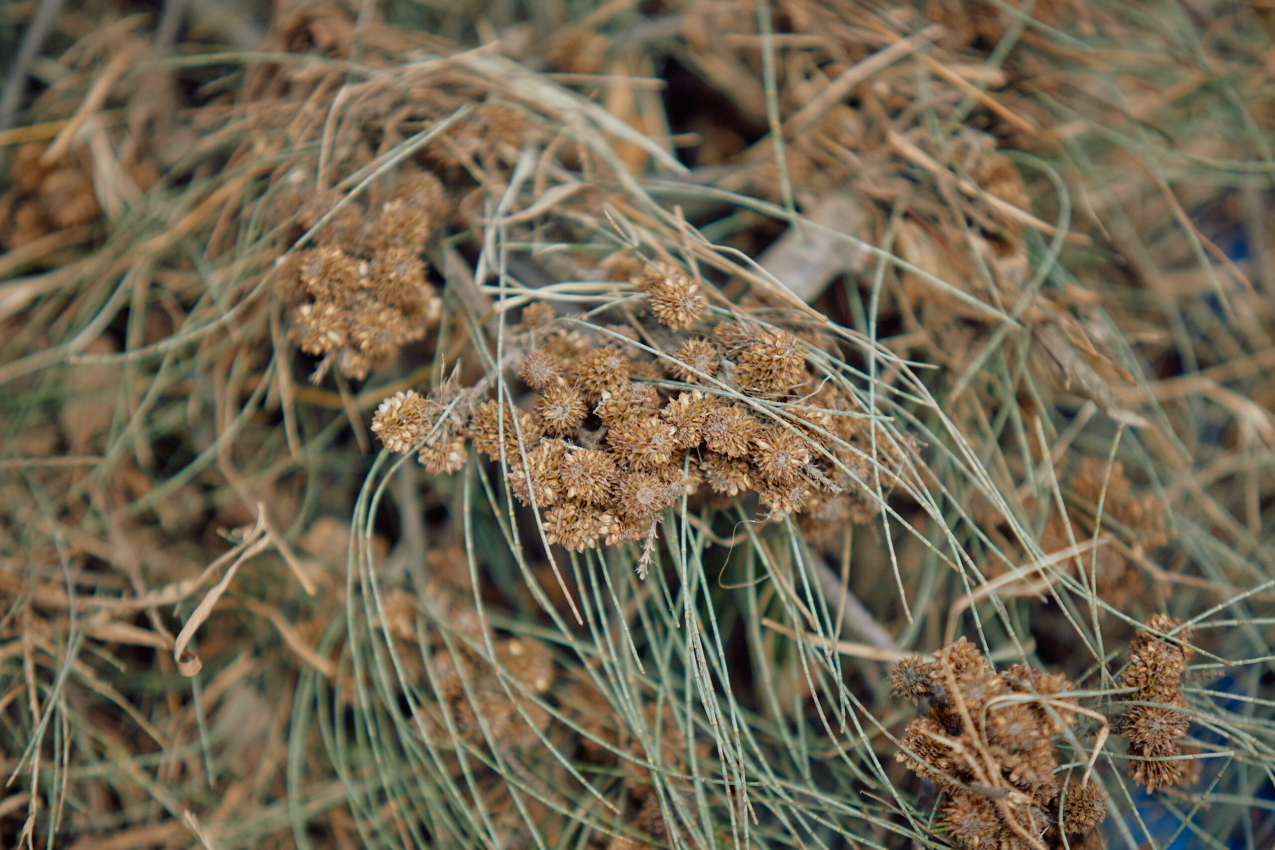 Australia’s native seed